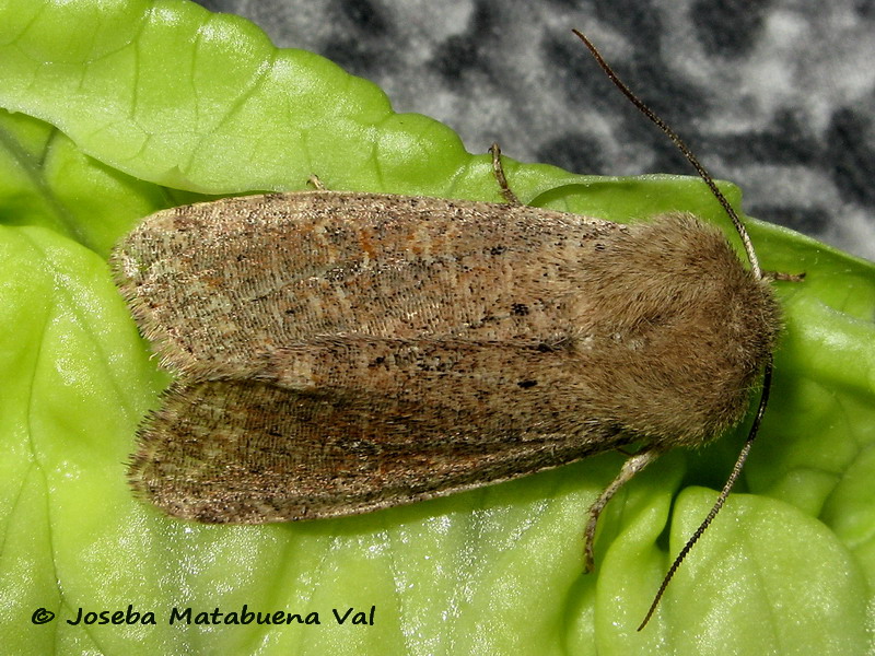 Orthosia cruda - Noctuidae